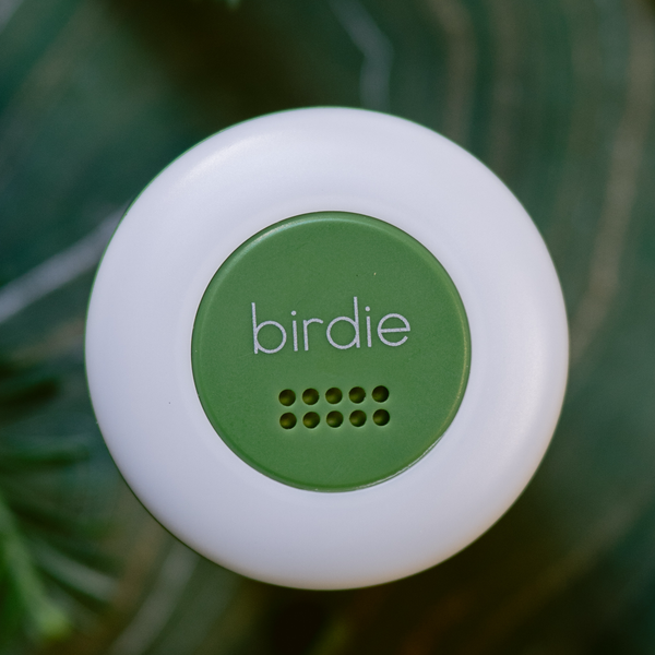 She's Birdie Disc: Forest
